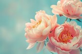 Fototapeta Kuchnia - Beautiful pink large flowers peonies on a light blue turquoise background with blurry soft filter.