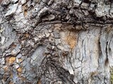 Fototapeta  - 公園のクローズアップの古木の幹