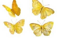 Set - Three Beautiful Yellow Butterflies Gonepteryx Isolated On White Background. Butterfly With Spread Wings And In Flight.