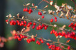 Close-up of rosehip fruits ripening in September and October, medicinal red rosehip fruits on the tree
