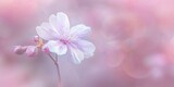 Fototapeta Kosmos - Soft Pastel Background. Pink and White Sakura Blossoms.