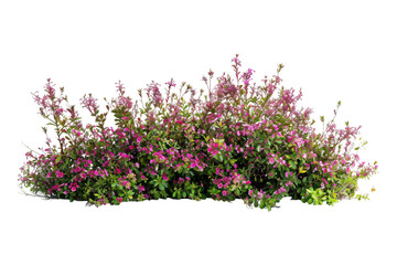 Wall Mural - Field of flowers on transparent background
