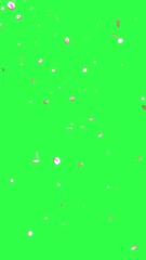 Wall Mural - rose petals falling video overlay animation with transparent background 