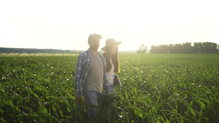 Sticker - irrigation corn. two farmers work in a field with corn. agriculture irrigation concept. farmers a man and a woman walk through a field with green corn sprouts business against irrigation installation