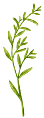 Sticker - Branch of Green Leaf watercolor style for Decorative Element