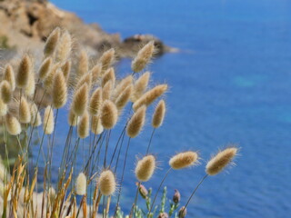 Poster - Plantes de couleur beige sur des falaises en bord de mer