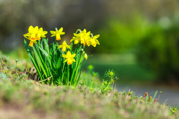 Wall Mural - daffodil flowers and blurred spring meadow. magic colorful artistic image tenderness of nature, spri