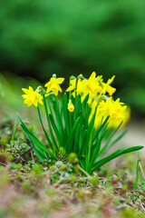 Wall Mural - daffodil flowers and blurred spring meadow. magic colorful artistic image tenderness of nature, spri