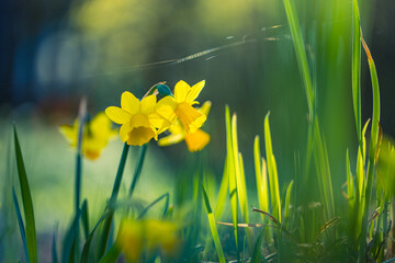 Wall Mural - daffodil flowers and blurred spring meadow. magic colorful artistic image tenderness of nature, spri