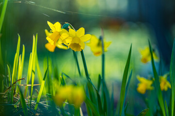Wall Mural - daffodil flowers and blurred spring meadow. magic colorful artistic image tenderness of nature, spri