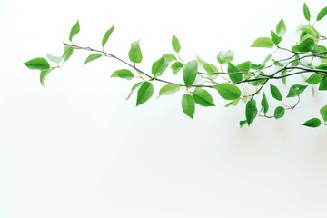 Wall Mural - image of a green tree branch against a white wall