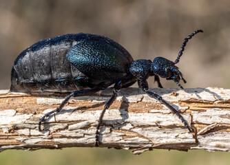 European oil beetle ( Meloe proscarabaeus ) view