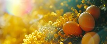 Sunlit Easter Eggs Amongst Yellow Acacia Flowers