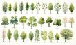 Enchanting Forest: A Serene Illustration of Green Ecology, Summer Foliage, and Growth, in a Captivating Silhouette of Trees