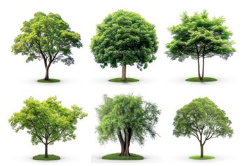 Poster - Isolated trees on white backgrounds