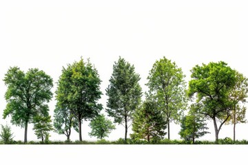 Poster - The green trees are isolated on a white background. The forest is lush and green in the summer. Trees and shrubs are arranged in a row.