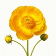 Buttercup Flower, isolated on white background