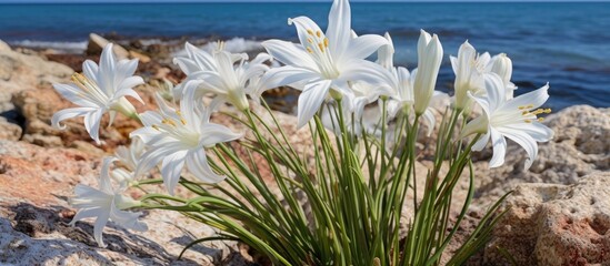 Wall Mural - A cluster of white flowers blooming on the rocky shoreline by the ocean, enhancing the natural landscape with a touch of beauty and serenity