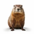Groundhog isolated on white background
