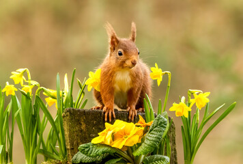 Wall Mural - Cute little scottish red squirrel in spring amongst yellow daffodils