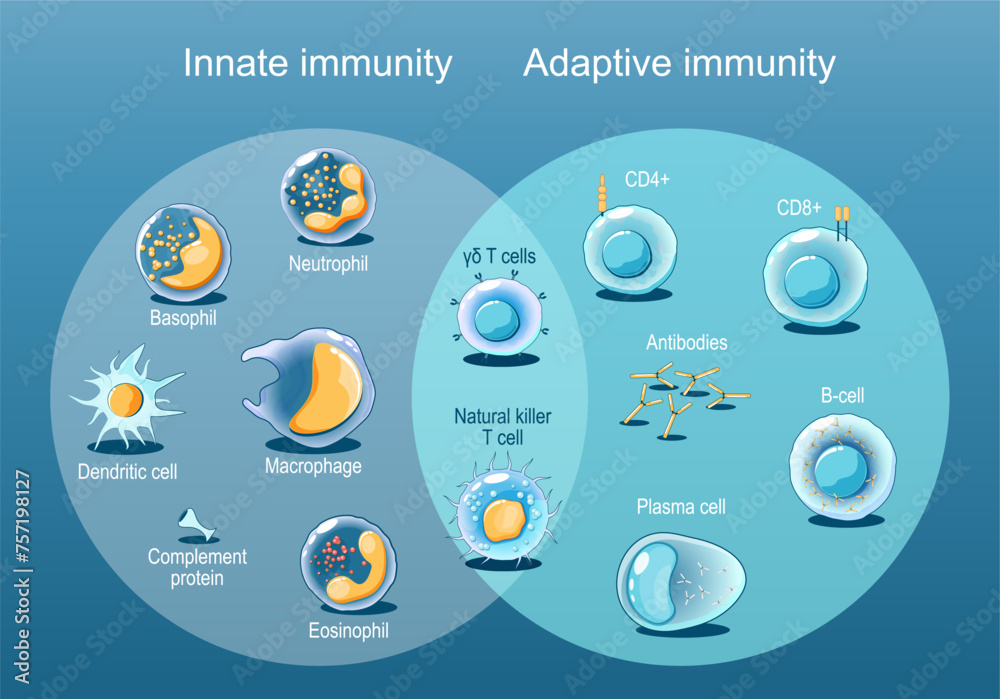 Adaptive and Innate immunity. Cells of The Immune System. Stock Vector ...