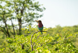 Fototapeta Miasta - Lilac Breasted Roller Bird catching a Grasshopper in it´s beak.