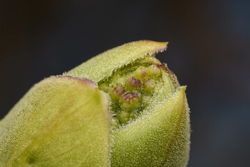 Canvas Print - bud of a flower