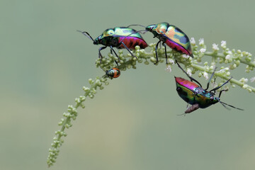 Wall Mural - A number of harlequin bugs are eating wildflower. This beautiful, rainbow-colored insect has the scientific name Tectocoris diophthalmus.