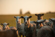 group of sheep at the sunset