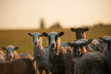 Fototapeta Konie - group of sheep at the sunset