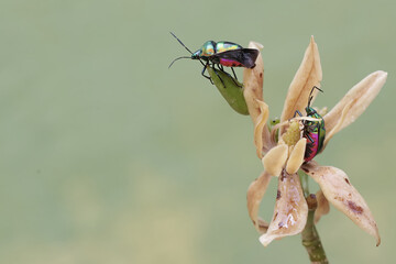 Wall Mural - Two harlequin bugs are eating wildflowers. This beautiful, rainbow-colored insect has the scientific name Tectocoris diophthalmus.