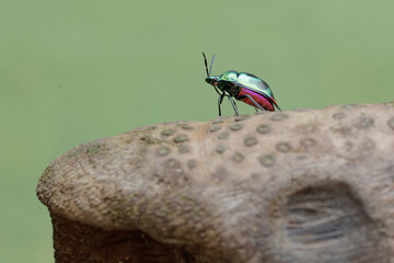 Wall Mural - A harlequin bug is looking for food on a rotting bamboo trunk. This beautiful, rainbow-colored insect has the scientific name Tectocoris diophthalmus.