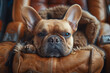 Close-up of a relaxed French Bulldog lying on a couch with a thoughtful expression.