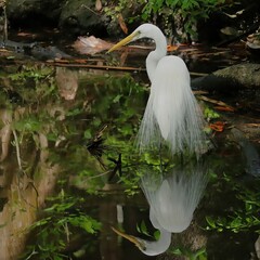 Wall Mural - Gorgeous Great Egret 