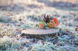 © Connect Images - Frostkissed flowers and cookies on a tree stump in a winter morning.