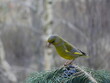 Greenfinch on a blue spruce branch.