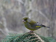 A greenfinch eats seeds on a blue spruce branch.