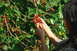  woman is picking fruit from a tree