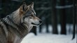 Timberland Sovereign Majestic Gray Wolf (Canis lupus) Roaming Through the Forest