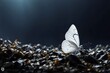 A fictional beautiful butterfly 