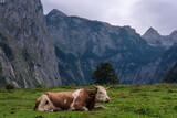 Fototapeta Big Ben - View of a cow in Berchtesgaden, Bavaria