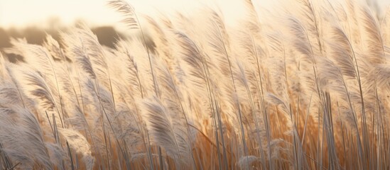 Poster - A natural landscape of tall grass swaying in the wind at sunset, providing a habitat for wildlife and adding beauty to the prairie