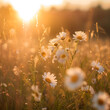 The landscape of white daisy blooms in a field, with the focus on the setting sun. The grassy meadow is blurred, creating a warm golden hour effect during sunset and sunrise time.