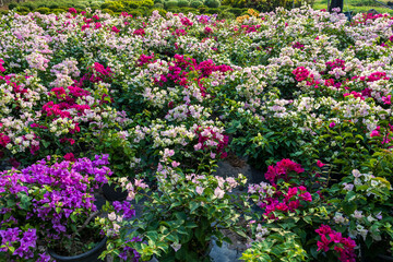 Wall Mural - A view from above of a garden of colorful bougainvillea flowers blooming beautifully.