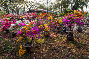 Wall Mural - A view from above of a garden of colorful bougainvillea flowers blooming beautifully.