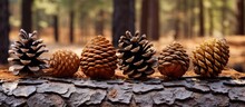 Conifer Cones From Shortstraw Pine And Larch Trees Are Arranged On A Log In The Woods, Showcasing Natural Materials And Fruits From Terrestrial Plants