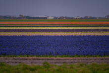 Landscape At Dusk With A Field Of Purple Hyacinths In Bloom In Netherlands. Cultivation Of Bulb Flowers In Rows (Hyacinthus Orientalis) In The Plains In Rainy Weather