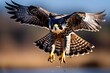 peregrine falcon in mid dive