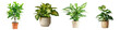 Collection of potted indoor palm plants, houseplants in various decorated green vases, isolated on a transparent background with a PNG cutout or clipping path