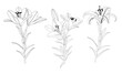 Vector Lily floral botanical flower. Black and white engraved ink art. Isolated lilies illustration element.